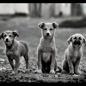 Download track Trio Jazz Soundtrack For Calm Puppies Calming Music For Dogs