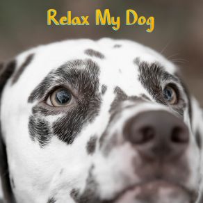 Download track Dreamy Recorder Soothing Dog Sounds