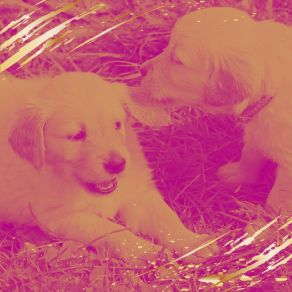 Download track Bubbly Ambience For Well Behaved Dogs Dog Music Library