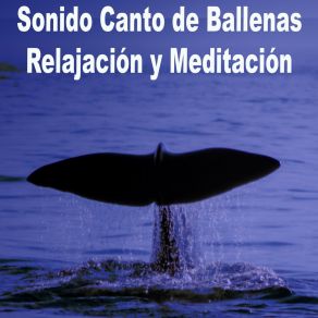 Download track Madre Ballena Sonido Canto De Ballenas