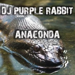 Download track The Dragonfly DJ Purple Rabbit