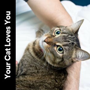 Download track Taking My Cat To A Relaxing Place Music For Cats