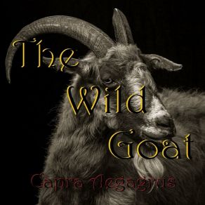 Download track Here We Go Again The Wild Goat