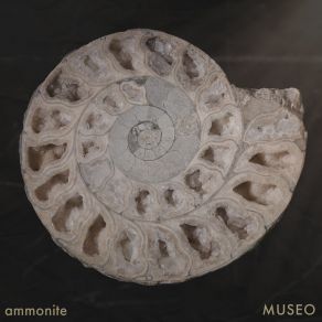 Download track Ammonite (Singing Bowls) Museo