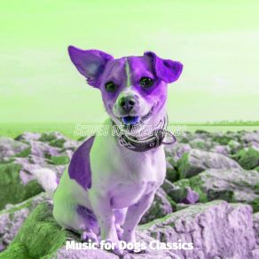 Download track Wondrous Ambiance For Separation Anxiety Music For Dogs Classics