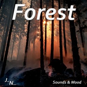 Download track Birds In The Forest John Nature