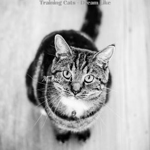 Download track Chilled (Training Cats) Music For Cats Play List