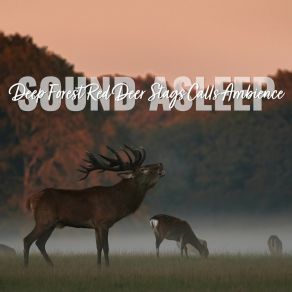 Download track Deep Forest Red Deer Stags Calls Ambience, Pt. 14 Elijah Wagner