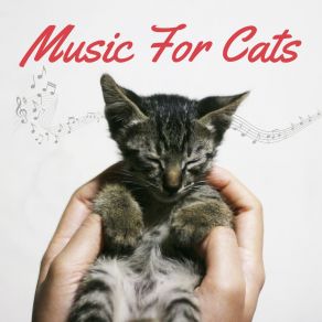 Download track Cat Sleeping Music Relaxing For Pets