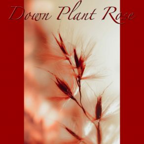 Download track Down Plant Down Plant Rose