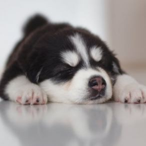 Download track Smooth Ambience For Restless Puppies Sleeping Music For Dogs