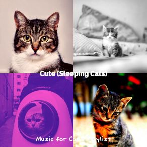 Download track Casual (Sleeping Cats) Music For Cats Playlist