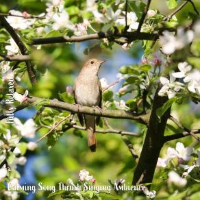 Download track Calming Song Thrush Singing Ambience, Pt. 16 Steve Brassel