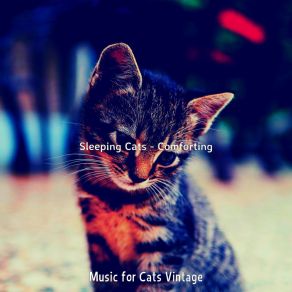 Download track Music (Playful) Music For Cats VintagePlayful