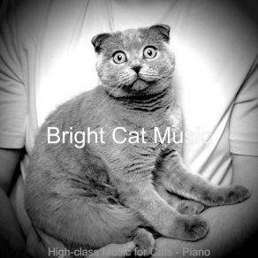 Download track Unique Backdrops For Kittens Bright Cat Music