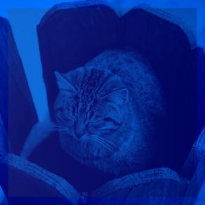 Download track Understated Ambience For Cozy Kittens Sleepy Cats