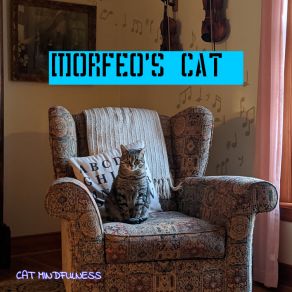 Download track Shorthair Cat Mindfulness