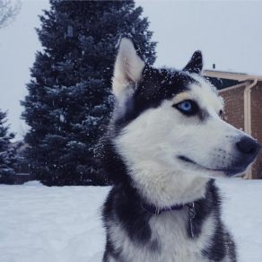 Download track Cigarette And A Coffee Huskey Yeah