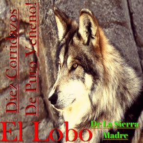 Download track Esta De Luto La Parranda El Lobo De La Sierra Madre