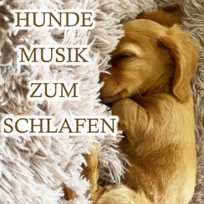 Download track Schlafmusik Für Den Hund Entspannung Für Hunde