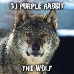 Download track The Camel DJ Purple Rabbit