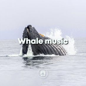 Download track Whale Bubble Whale Sounds