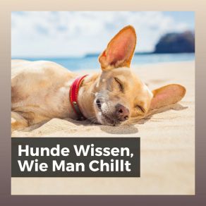 Download track Beruhigende Musik Für Hunde Entspannende Musik Für Hunde