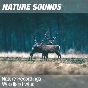 Download track Nature Sounds For Relaxing, Meditating & Studying (Lovely Forest) 25 Nature Sounds