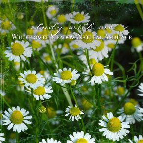 Download track Wildflower Meadow Natural Ambience, Pt. 5 Sebastian Riegl