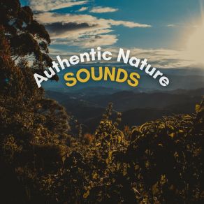 Download track Soundscapes Of Nature Melodies, Pt. 37 Organic Nature Sounds