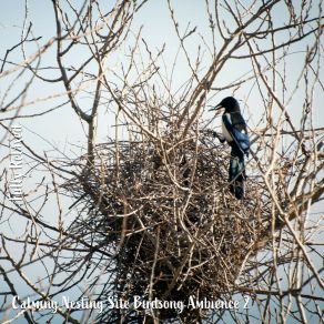 Download track Calming Nesting Site Birdsong Ambience, Pt. 18 Steve Brassel