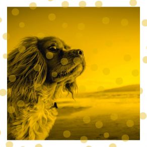 Download track Background For Keeping Your Dog Happy Amazing Relaxing Dog Music