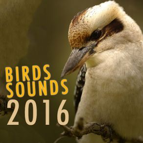 Download track Grove Birds Various Artists