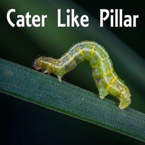 Download track Dividing Cater Like Pillar