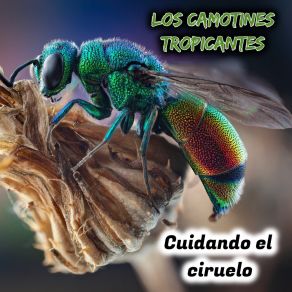 Download track Carlitos Los Camotines Tropicantes