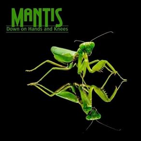 Download track Love From The Heart Mantis