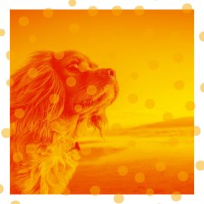 Download track Artistic Ambiance For Calming Dogs Separation Anxiety