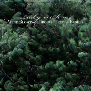 Download track Wind Blowing Through Trees & Bushes, Pt. 20 Sebastian Riegl