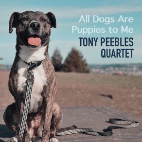 Download track Little Suede Shoes Tony Peebles Quartet