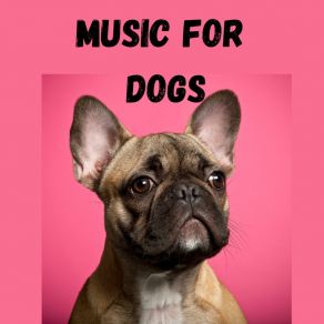 Download track Doggy Dreamland Calm Pets Music Academy