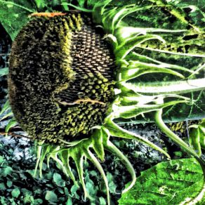 Download track Carnivorous Plant Wananabani-En