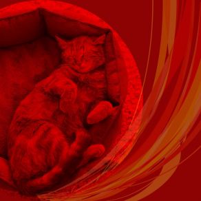 Download track Bright Ambiance For Comfy Cats Calming Cat Music