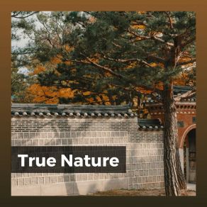 Download track Morning Nature Sounds, Pt. 26 Nature Ambience
