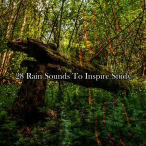 Download track Serene Within The Storm Rain Sounds