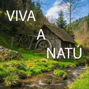 Download track Viva A Natú Caitano Lopes