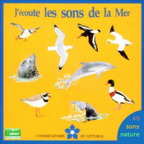 Download track Mouette Rieuse Chiff Chaff