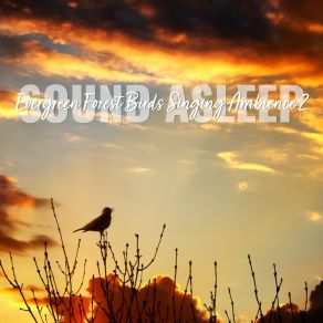 Download track Evergreen Forest Birds Singing Ambience, Pt. 1 Elijah Wagner