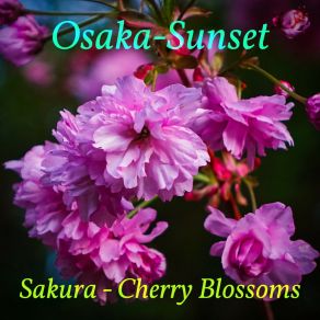 Download track Sakura - Cherry Blossoms (Classical Edit) Osaka-Sunset