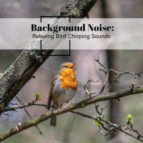 Download track Relaxing Bird Chirping Sounds, Pt. 8 Thomas O'Reilly