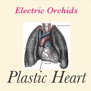 Download track Gordahn Electric Orchids